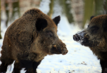 Caccia Sky canale 235: le novità in programma a marzo Caccia Sky