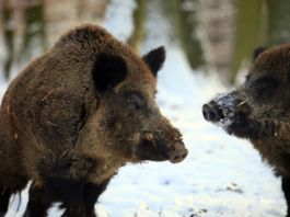Caccia Sky canale 235: le novità in programma a marzo Caccia Sky