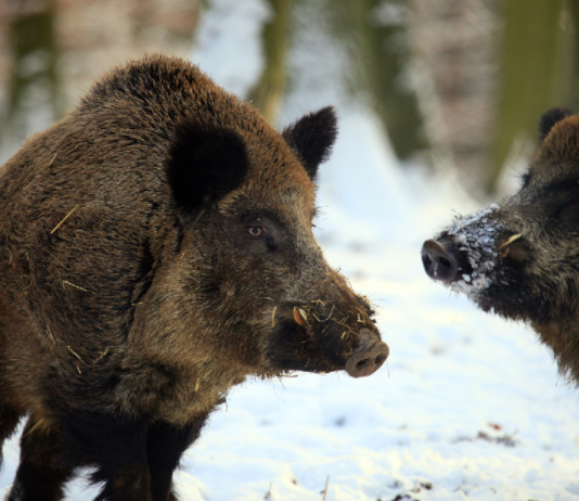 Caccia Sky canale 235: le novità in programma a marzo Caccia Sky