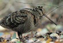 Beccacce, un patrimonio da conservare: sabato e domenica a Hit Show 2018 beccacce un patrimonio da conservare