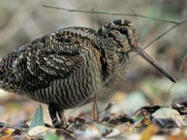 Beccacce, un patrimonio da conservare: sabato e domenica a Hit Show 2018 beccacce un patrimonio da conservare