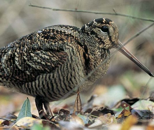 Beccacce, un patrimonio da conservare: sabato e domenica a Hit Show 2018 beccacce un patrimonio da conservare