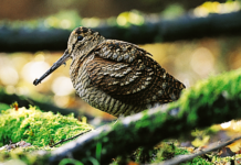 Caccia Sky canale 235: le novità in programma ad aprile Caccia Sky canale 235