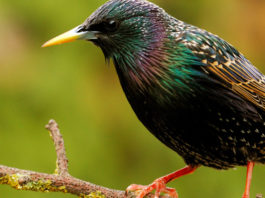 Aperture dell’Unione europea su tortora, Key Concepts e deroga allo storno Sturnus vulgaris