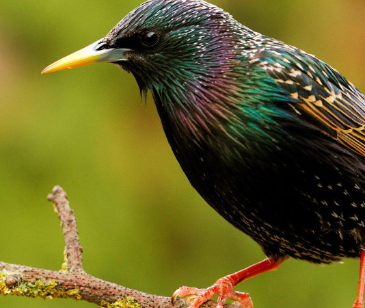 Aperture dell’Unione europea su tortora, Key Concepts e deroga allo storno Sturnus vulgaris