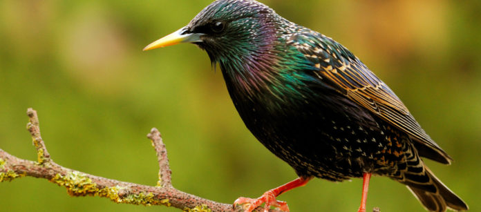 Sturnus vulgaris