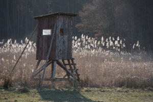 È lecito accorpare sotto un unico comitato di gestione Ambiti territoriali di caccia o Comprensori alpini limitrofi e che rimangono territorialmente indipendenti: lo ha deciso il Consiglio di Stato prendendo posizione sulla situazione del Piemonte.