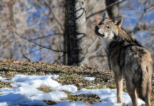 Assessore lancia petizione su prelievo del lupo, boom di firme lupo