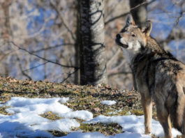 Assessore lancia petizione su prelievo del lupo, boom di firme lupo
