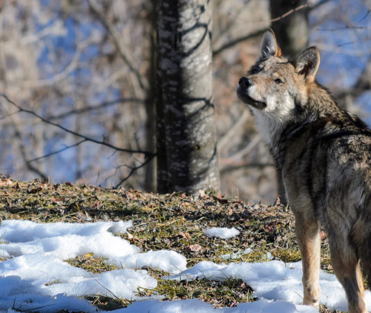 Assessore lancia petizione su prelievo del lupo, boom di firme lupo