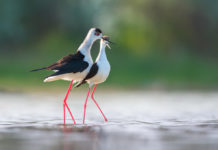 Il cannocchiale Swarovski BTX presentato alla Fiera del birdwatching