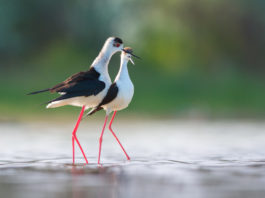 Il cannocchiale Swarovski BTX presentato alla Fiera del birdwatching