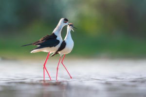 Il cannocchiale Swarovski BTX sarà presentato alla Fiera del birdwatching: l’evento è in programma a Comacchio (Ferrara) dal 28 aprile al 1° maggio.