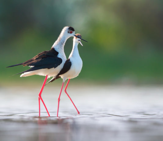 Il cannocchiale Swarovski BTX presentato alla Fiera del birdwatching