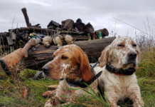 Beccaccia: cinofilia, caccia e gestione. Appuntamento a Caccia Village beccaccia