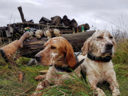 Beccaccia: cinofilia, caccia e gestione. Appuntamento a Caccia Village beccaccia