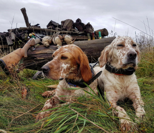 Beccaccia: cinofilia, caccia e gestione. Appuntamento a Caccia Village beccaccia