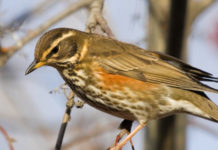 La decisa proposta di Fratelli d’Italia sulla caccia alla migratoria in mobilità