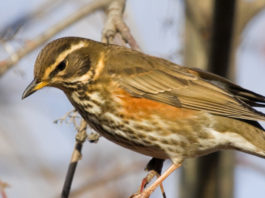 La decisa proposta di Fratelli d’Italia sulla caccia alla migratoria in mobilità