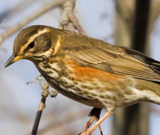 La decisa proposta di Fratelli d’Italia sulla caccia alla migratoria in mobilità