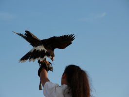 I Falconieri del Re a Hunting Show Sud i falconieri del re