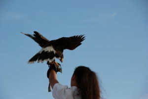 i falconieri del re