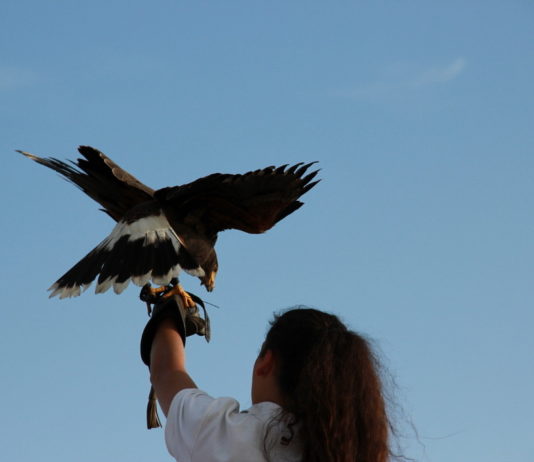 I Falconieri del Re a Hunting Show Sud i falconieri del re
