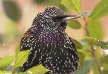Caccia in deroga allo storno, la Lombardia si attiva storno