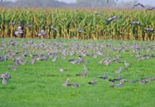 Colombaccio, migrazione e caccia: un convegno a Caccia Village colombaccio