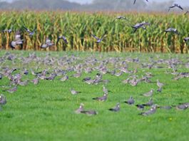 Colombaccio, migrazione e caccia: un convegno a Caccia Village colombaccio