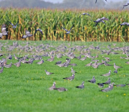 Colombaccio, migrazione e caccia: un convegno a Caccia Village colombaccio