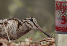 Munizioni per la caccia alla beccaccia: Baschieri & Pellagri sfida la regina Baschieri & Pellagri Mygra munizioni caccia alla beccaccia