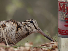 Munizioni per la caccia alla beccaccia: Baschieri & Pellagri sfida la regina Baschieri & Pellagri Mygra munizioni caccia alla beccaccia