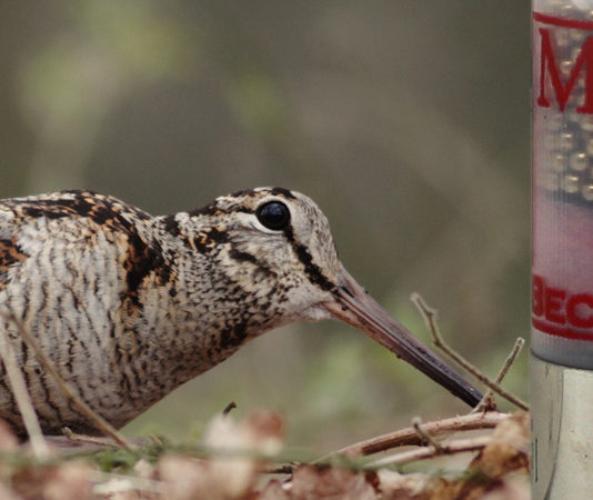 Munizioni per la caccia alla beccaccia: Baschieri & Pellagri sfida la regina Baschieri & Pellagri Mygra munizioni caccia alla beccaccia