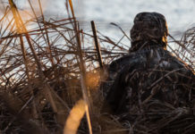 Incontro tra Annamaria Bernini e la cabina di regia del mondo venatorio Incontro tra Annamaria Bernini e la cabina di regia del mondo venatorio