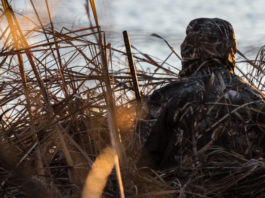Incontro tra Annamaria Bernini e la cabina di regia del mondo venatorio Incontro tra Annamaria Bernini e la cabina di regia del mondo venatorio
