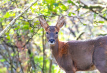 La programmazione di maggio di Sky Caccia 235 La programmazione di maggio di Sky Caccia 235
