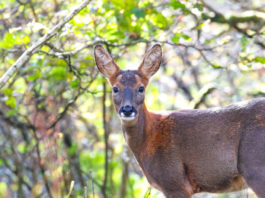 La programmazione di maggio di Sky Caccia 235 La programmazione di maggio di Sky Caccia 235