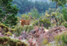 Montefeltro rinnova i propri programmi per la caccia all’estero montefeltro caccia all'estero