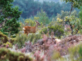Montefeltro rinnova i propri programmi per la caccia all’estero montefeltro caccia all'estero