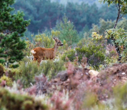 Montefeltro rinnova i propri programmi per la caccia all’estero montefeltro caccia all'estero