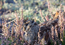 Beccaccia e media: chi dice beccaccia dice danno? beccaccia