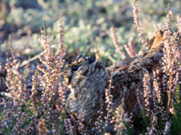 Beccaccia e media: chi dice beccaccia dice danno? beccaccia