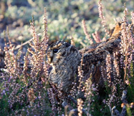 Beccaccia e media: chi dice beccaccia dice danno? beccaccia