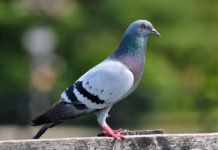 Spara a piccione, colpisce finestra di una ditta accensioni ed esplosioni pericolose eliminare i piccioni