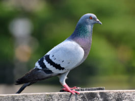 Spara a piccione, colpisce finestra di una ditta accensioni ed esplosioni pericolose eliminare i piccioni