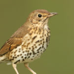 Turdus philomelos