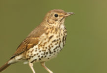 FACE su deroghe, Direttiva Uccelli e cacce tradizionali Turdus philomelos