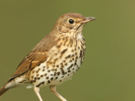 FACE su deroghe, Direttiva Uccelli e cacce tradizionali Turdus philomelos