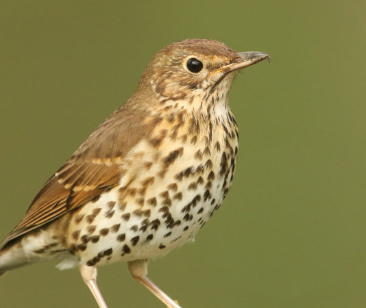 FACE su deroghe, Direttiva Uccelli e cacce tradizionali Turdus philomelos